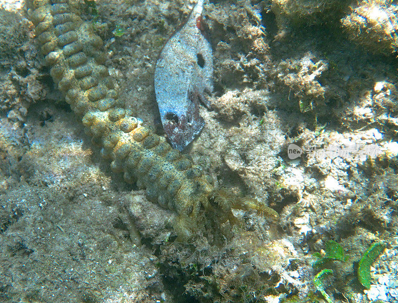 海参嘴周围的触须(Synapta maculata)